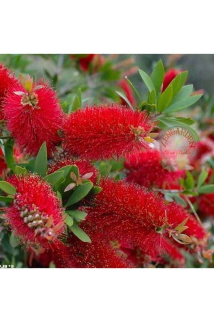 Callistemon citrinus splendens