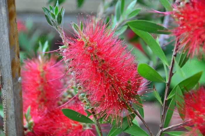 Каллистемон ярко красный дерево