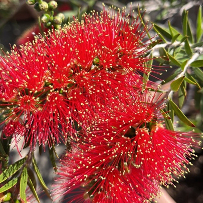 Callistemon pearsonii