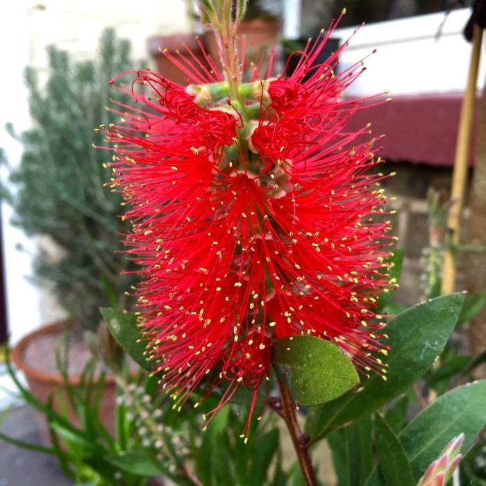 Callistemon citrinus