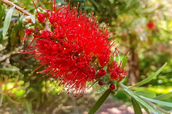 Callistemon coccineus