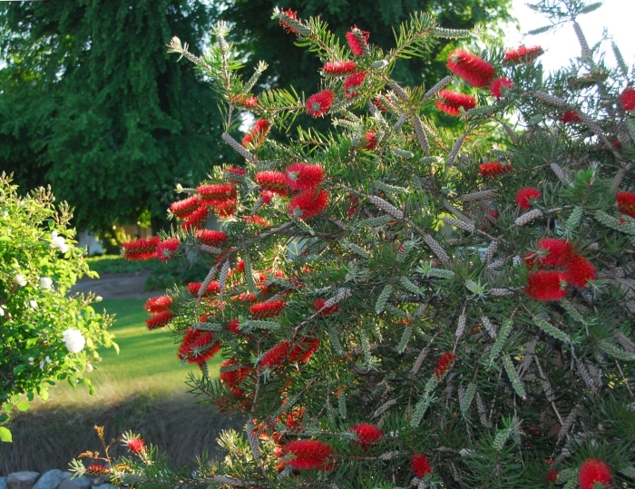 Callistemon rugulosus