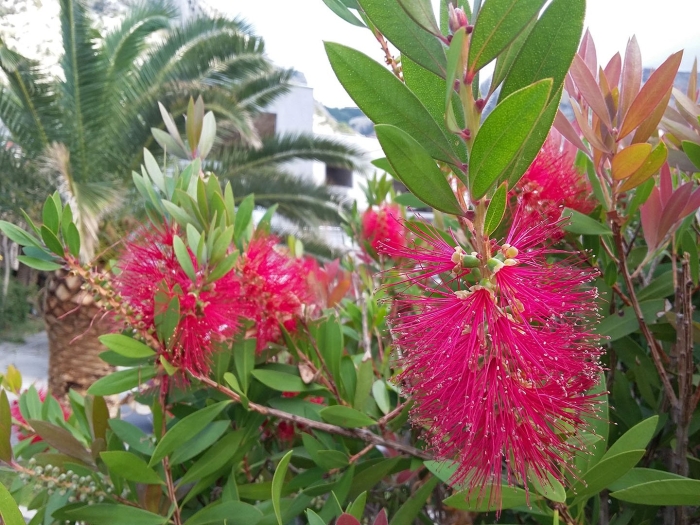 Каллистемон цветение