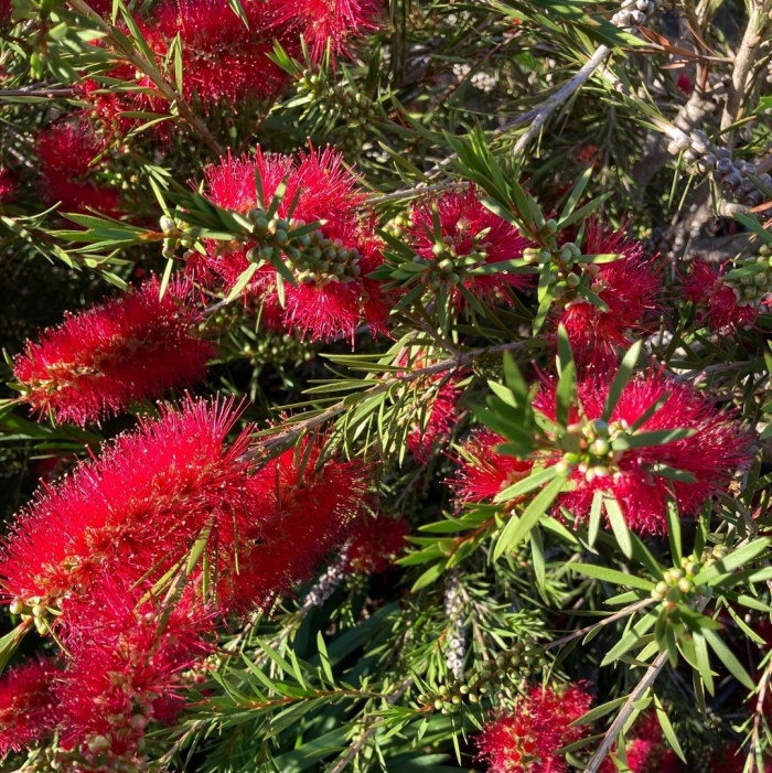 Callistemon citrinus