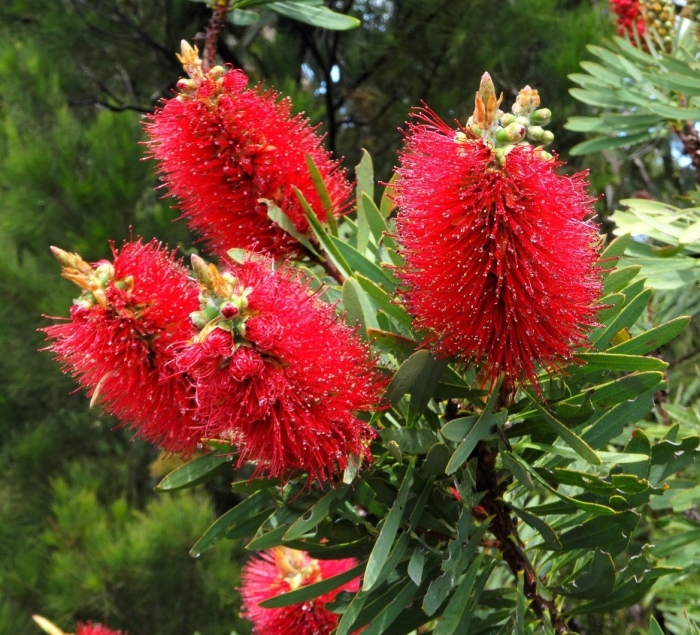 Каллистемон (корневая окс)