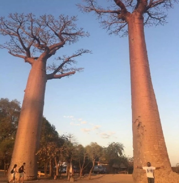 Баобаб мадагаскар