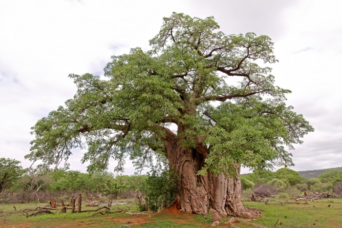 Дерево в африке баобаб
