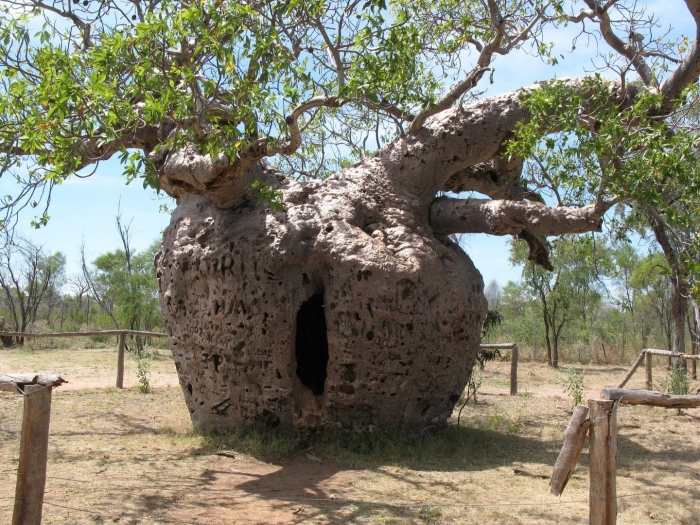 Boab prison tree