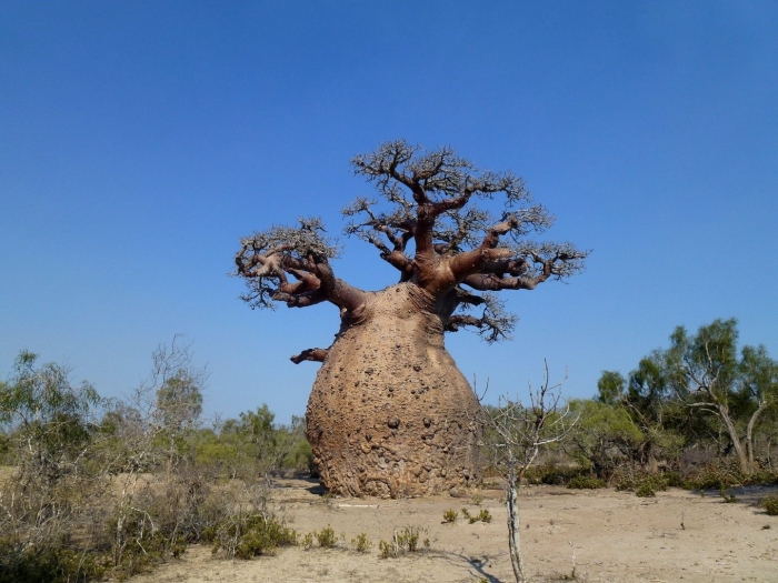 Баобаб цветет