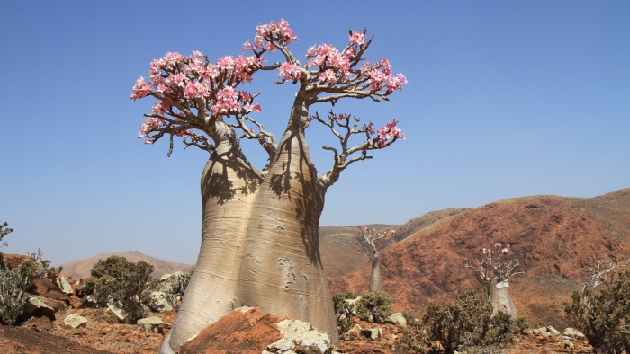 «адениум тучный сокотра