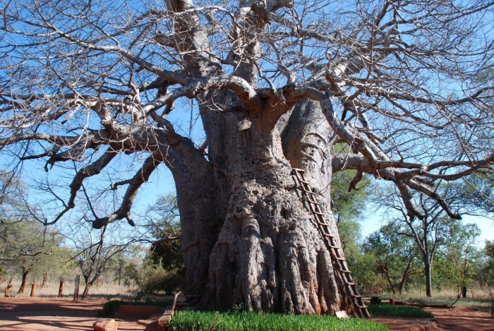 Baobab tree in south africa