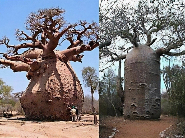 Баобаб (адансония грегори