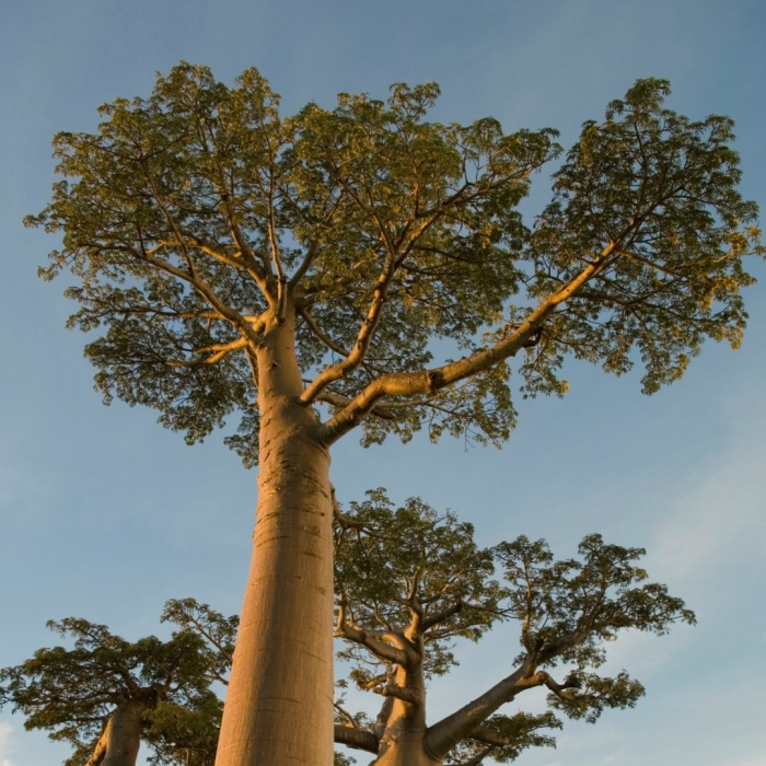 Дерево баобаб