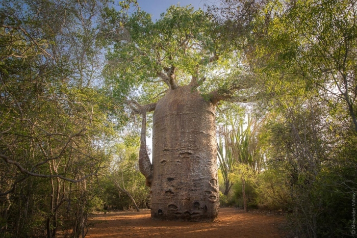 Дерево баобаб