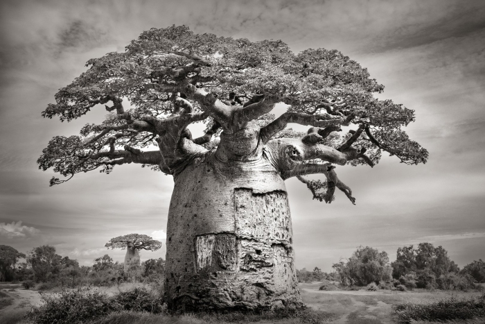 Baobab tree