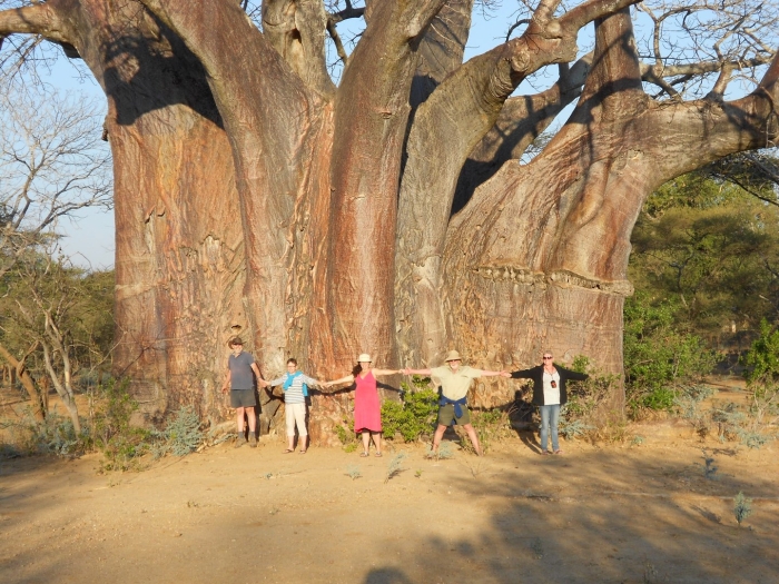Баобаб самое толстое дерево в мире