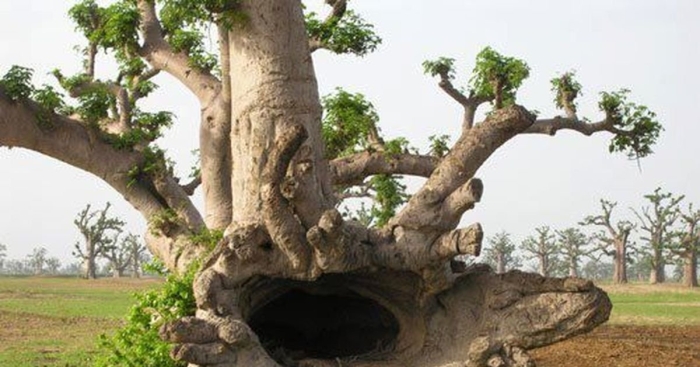 Баобаб самый большой в мире