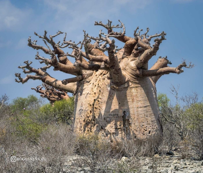 Баобаб дерево
