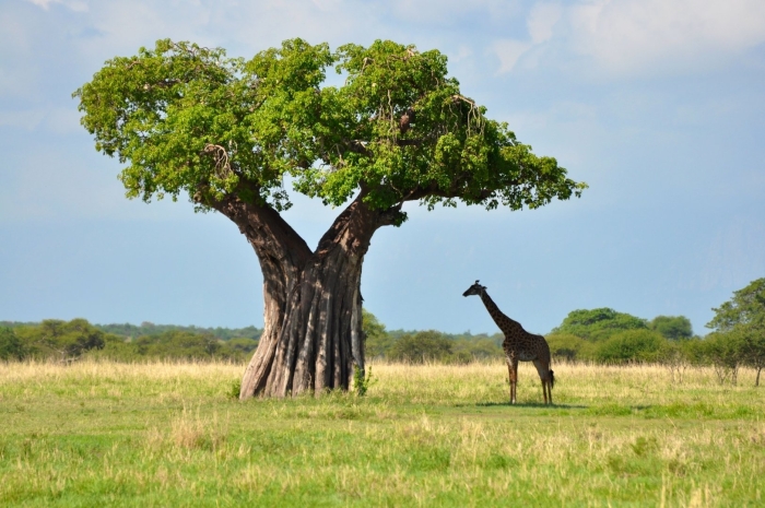 Национальный парк тарангире в танзании