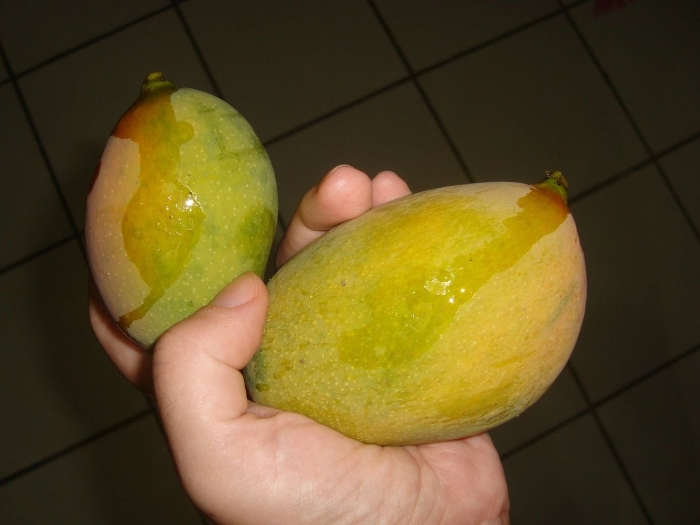 Манго сорт зебдея