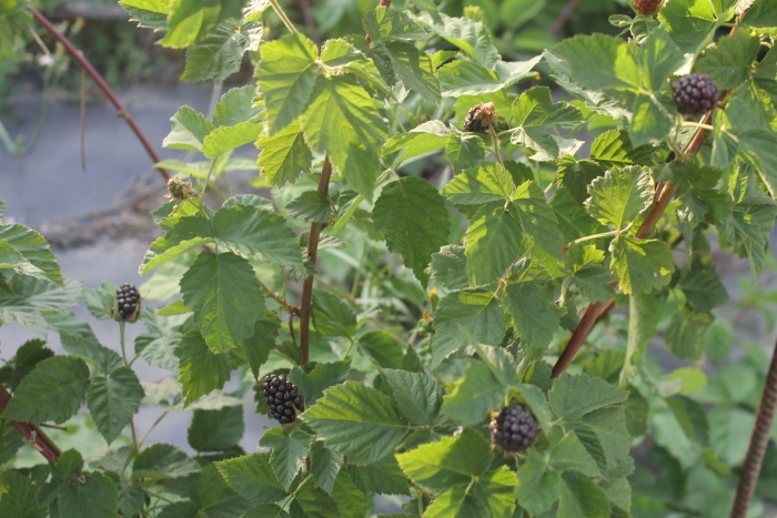 Ежевика садовая куст