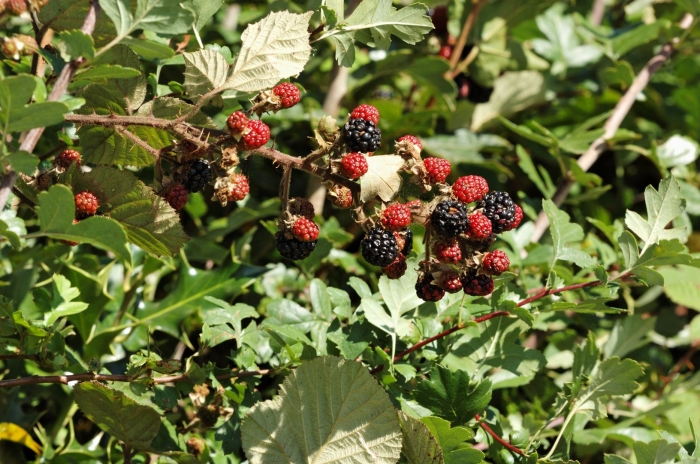 Ежевика торнфри куст