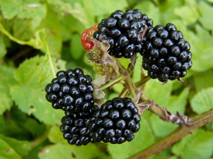 Ежевика блэк мэджик