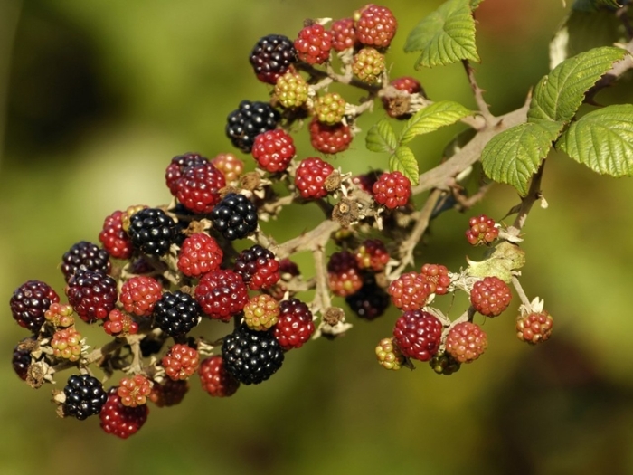 Ежевика рубус