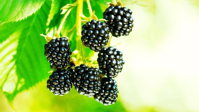 Черная ежевика