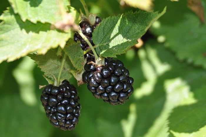 Ежевика обыкновенная