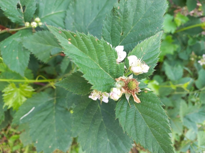 Rubus occidentalis