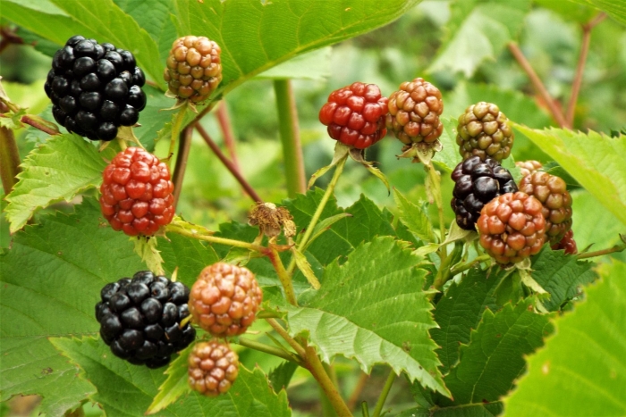 Ежевика осейдж