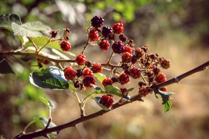 Ежевика кустарник