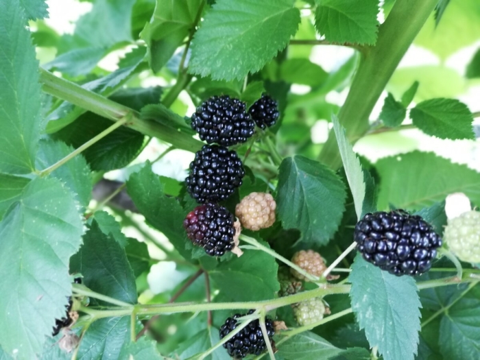 Ежемалина лиана