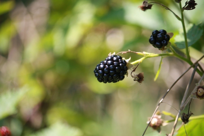 Ежевика дикая