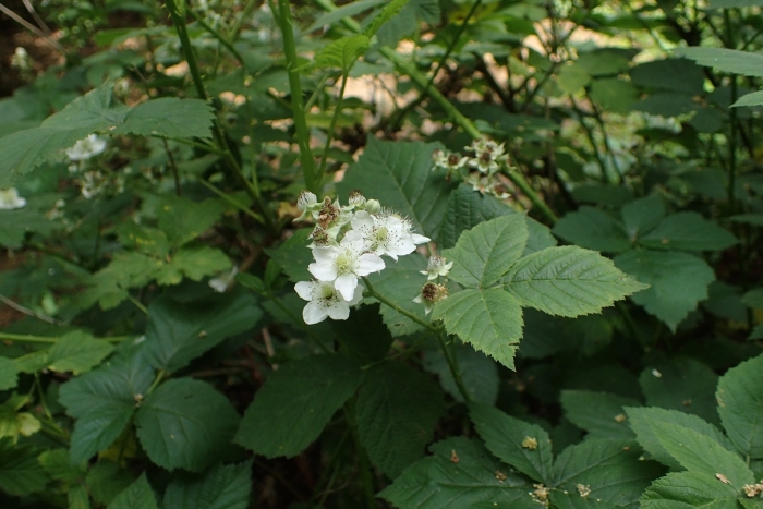 Rubus chamaemorus