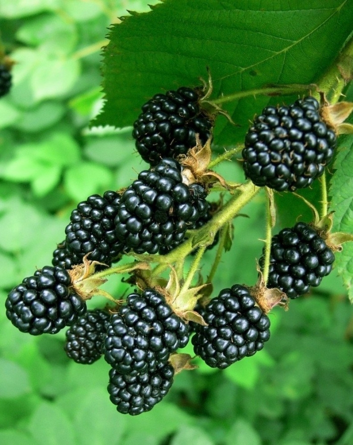 Ежевика арапахо