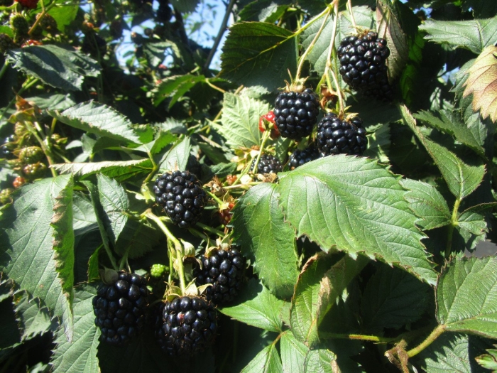 Ежевика оучита