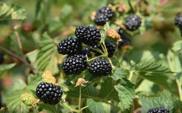 Ежевика бесшипная торнфри