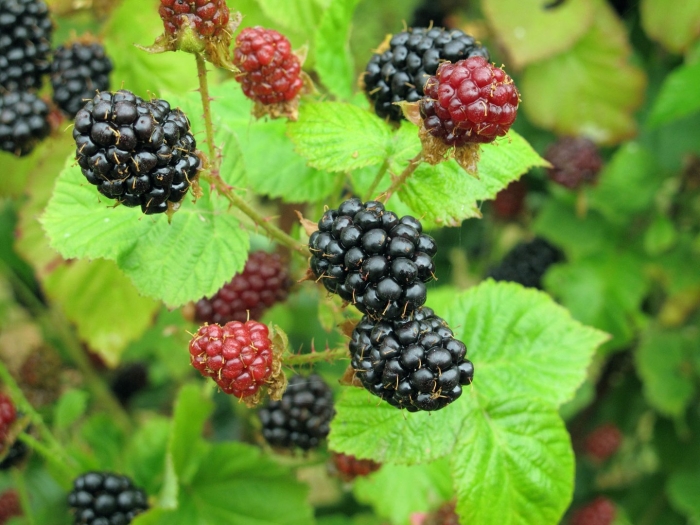 Малино-ежевичные гибриды бойсенберри