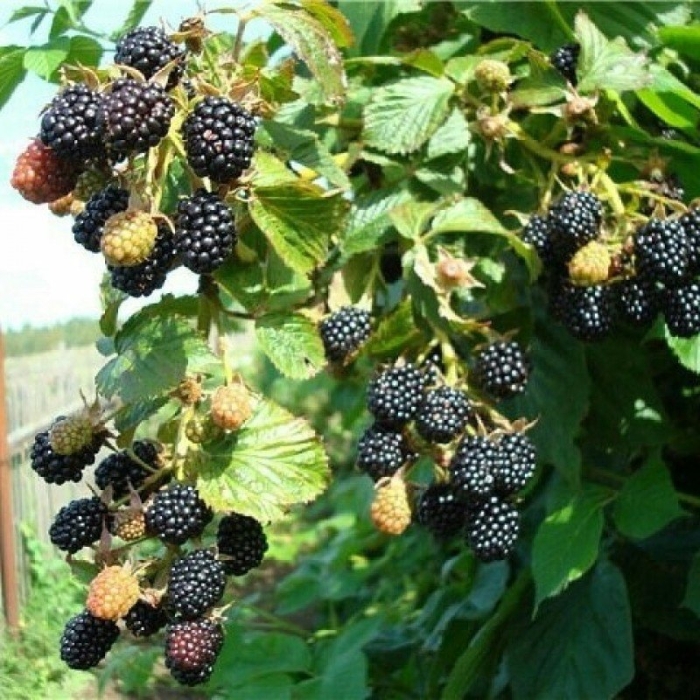 Ежевика рубен