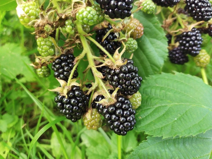 Ежевика агавам куст