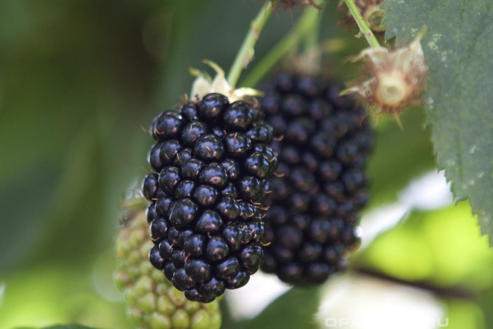 Натчез ежевика