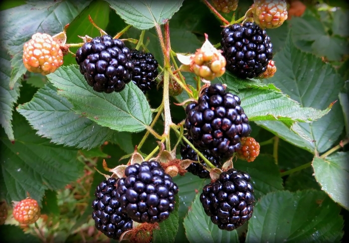 Ежевика куманика