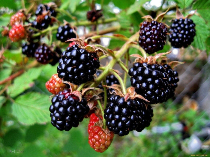 Ежевика садовая торнфри