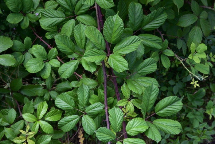 Rubus ulmifolius