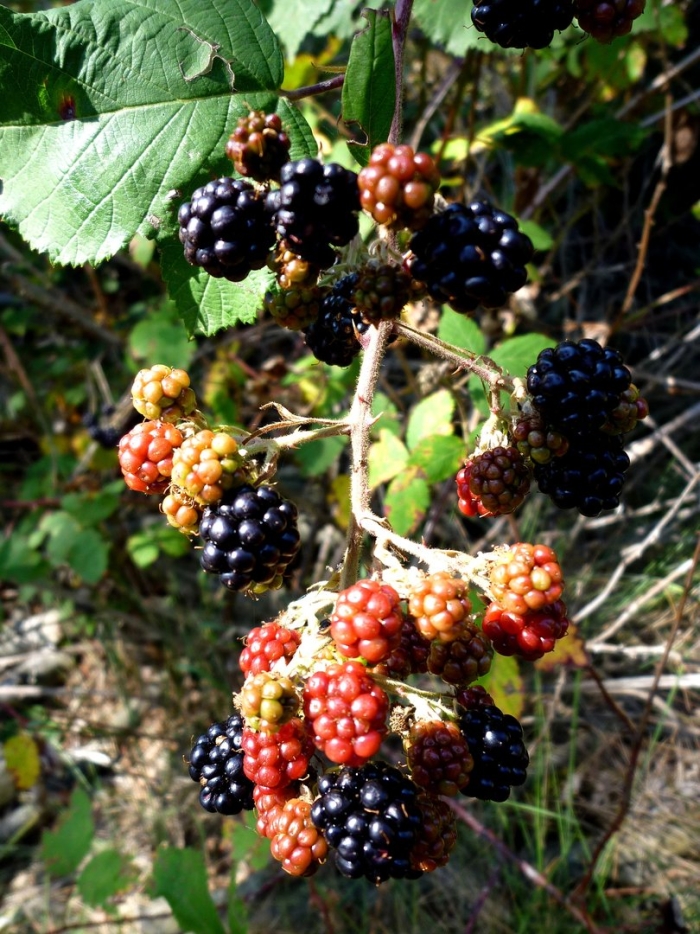 Rubus fruticosus