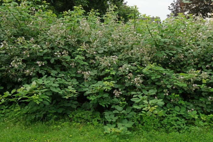 Ежевика торнфри куст