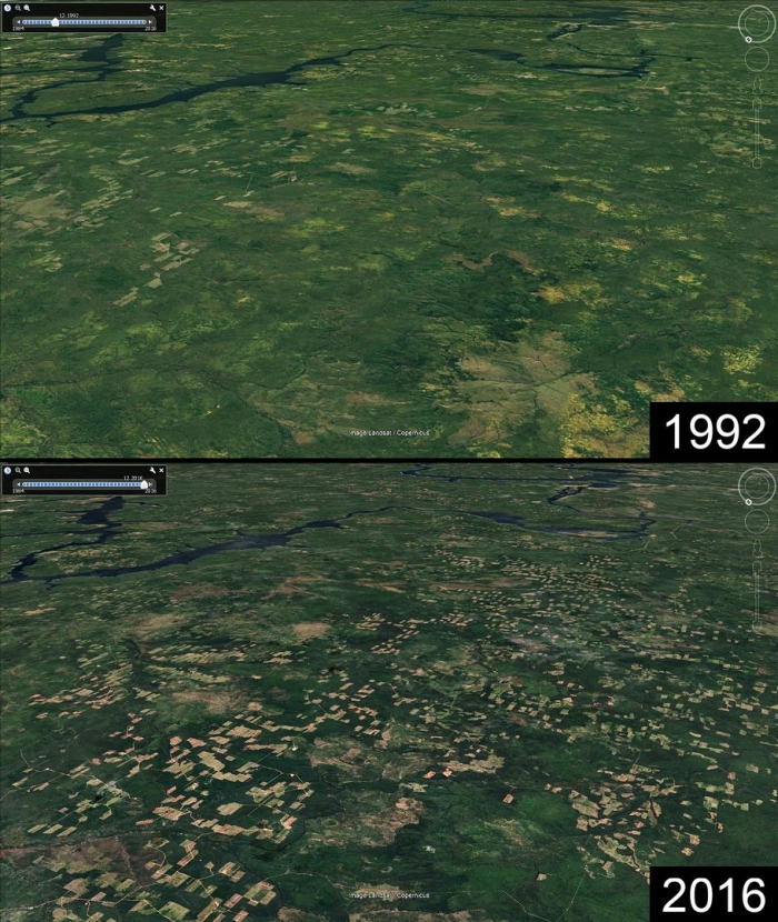 Сибирь вырубка леса китайцами со спутника