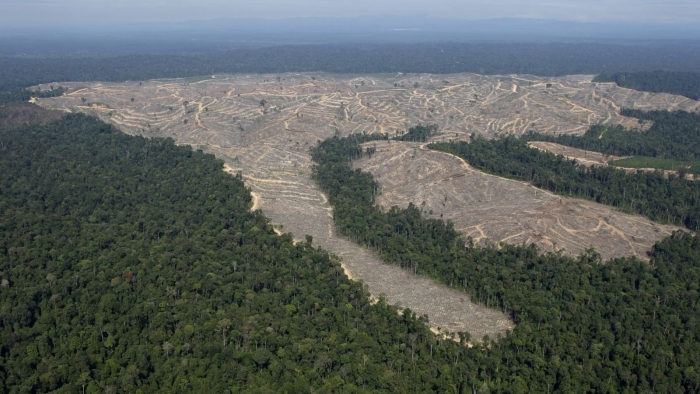 Сибирская тайга вырубка леса